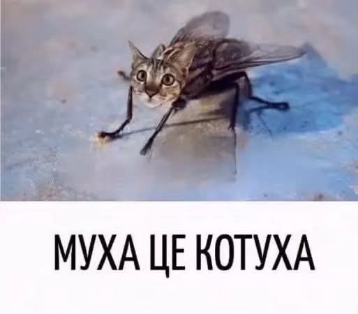 картинка 08db60ca54 zabud pro skuku podborka jumora s perchinkoj 23