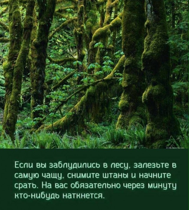 картинка 0c8a273b06 21183369