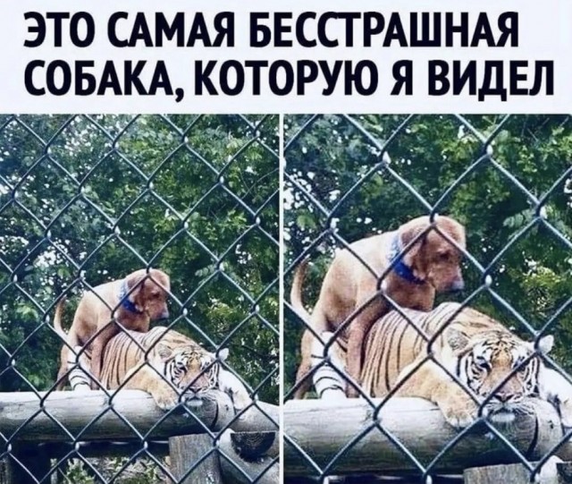 картинка 154809d368 21134292
