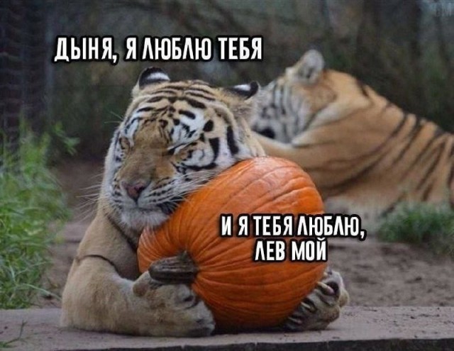 картинка 2111833475 21149727