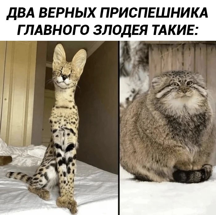картинка 2273e4c8a4 0000000000000