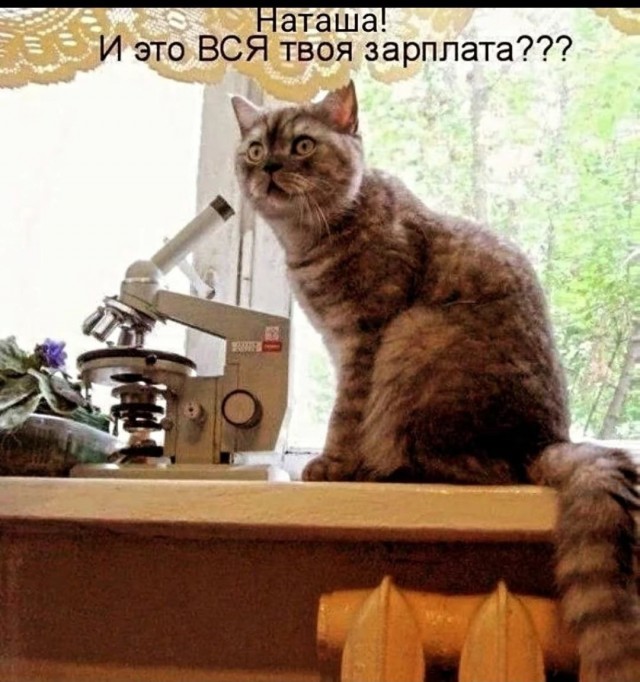 картинка 25b056551d 21192942