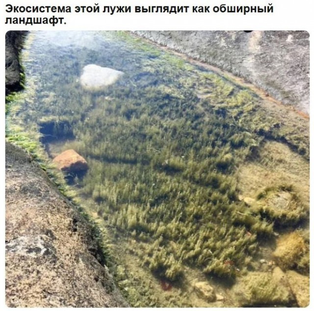 картинка 2ea794b2ac 21169412
