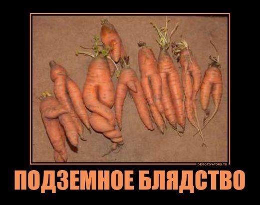 картинка 3a1d5cfc0d 21181844