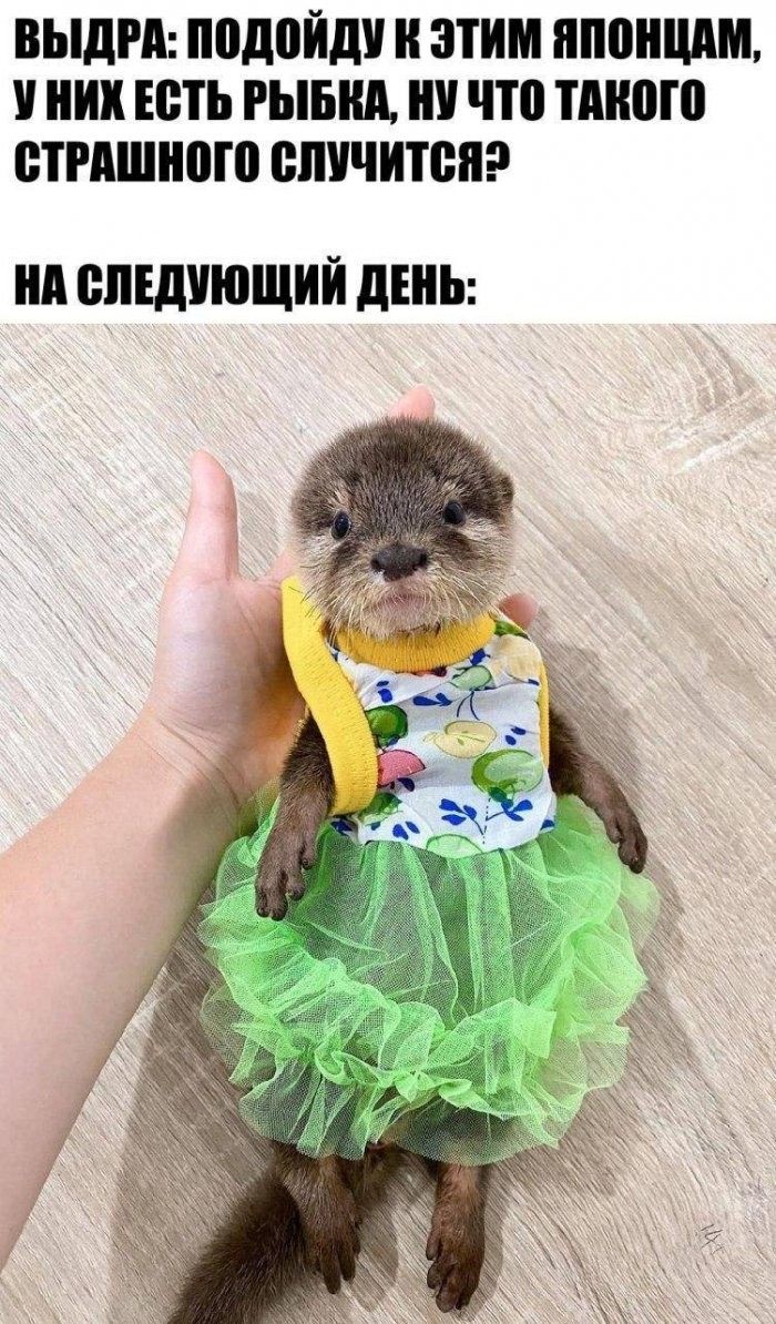 картинка 3e8d4f9b7c zabud pro skuku podborka jumora s perchinkoj 8