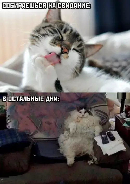картинка 50214736f2 21170138