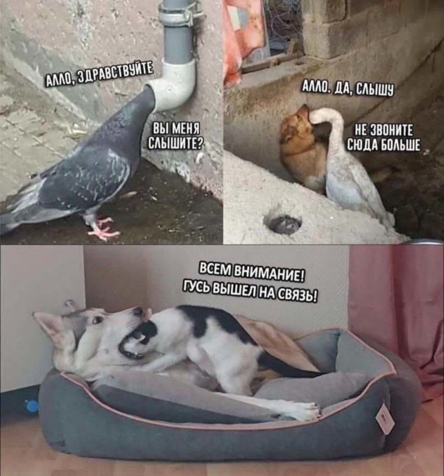 картинка 51d5a8a08c 21183395