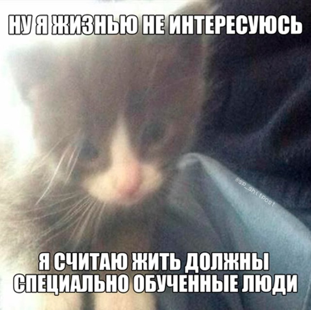 🔥 Рубрика: «Антистресс-пачка мемов» 🔥 задался, доделать», позитива, 😄Пусть, минут, будут, «надо, срочно, правда, только, будет, хорошо, какой, сегодня, Кидайте, комментарии, посмеёмся, лёгкий, Листайте, пролился