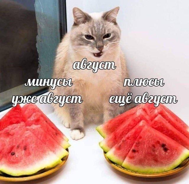картинка 52f39ddcae 21174113