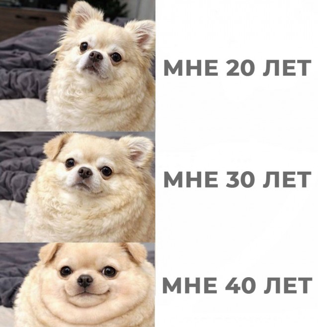 картинка 532242ca55 21169387