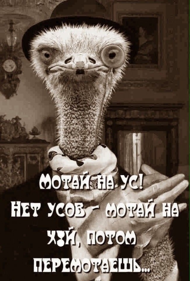 картинка 57a96a7e12 21181846