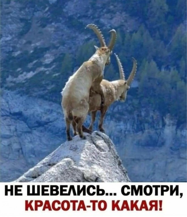 картинка 63466d2ec3 21183874