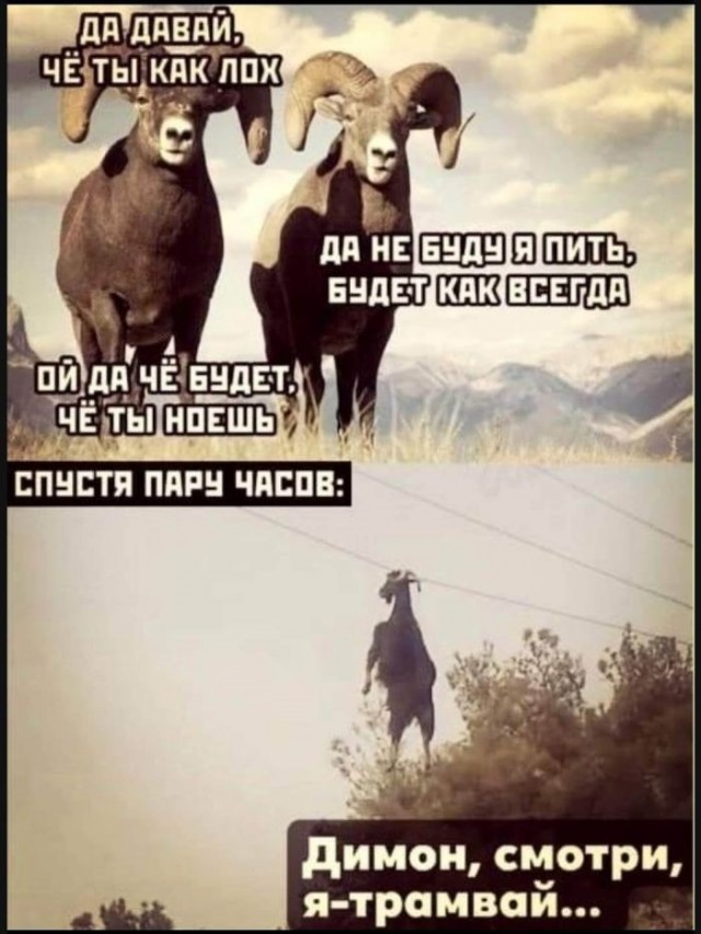 картинка 7d072ad3ef 21153665