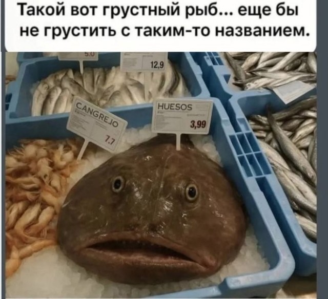 картинка 83f326c241 21137879