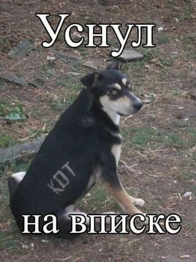 картинка 947382190f 21183384