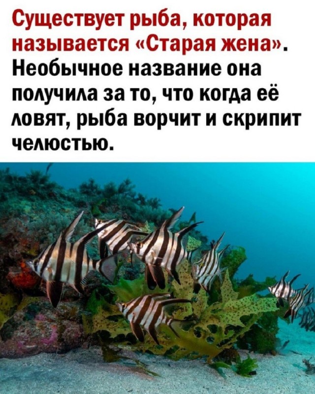 картинка 94e03cda94 21192948