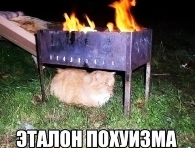 картинка 98a530ee71 21150179