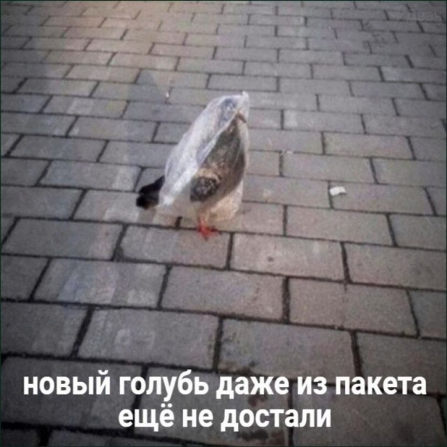 картинка a07c965c8c 21170149