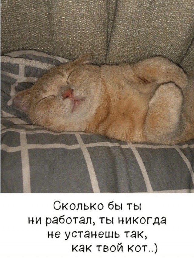 картинка a1a6ea6f05 21164490