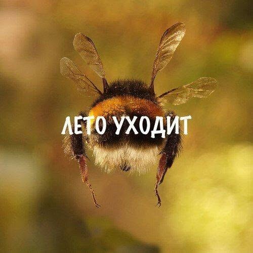 картинка b98ede6ecf 21149642