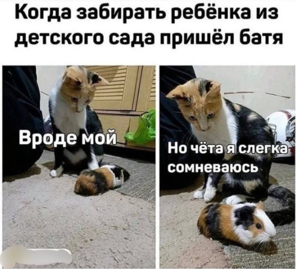 картинка c18593eb36 21166387