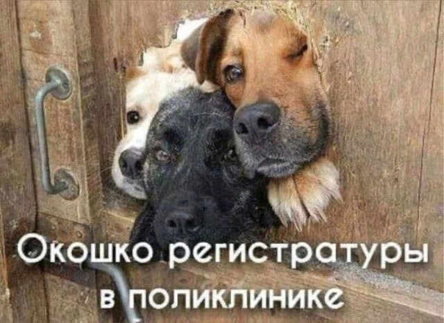 картинка c3e3bb407c 21151321