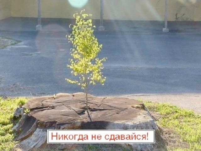 картинка c55d1a1154 21192946