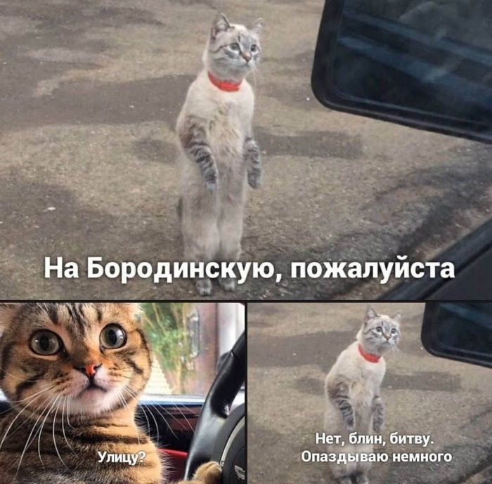 картинка cc306f7133 kogda dazhe kofe sdalsja a den uzhe proigral13