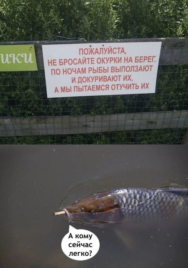 картинка cdd6e31418 21184066