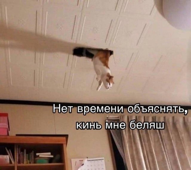 картинка ce8998c7d7 21116591