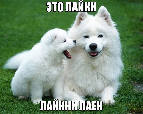 картинка cf8657bf27 21182895