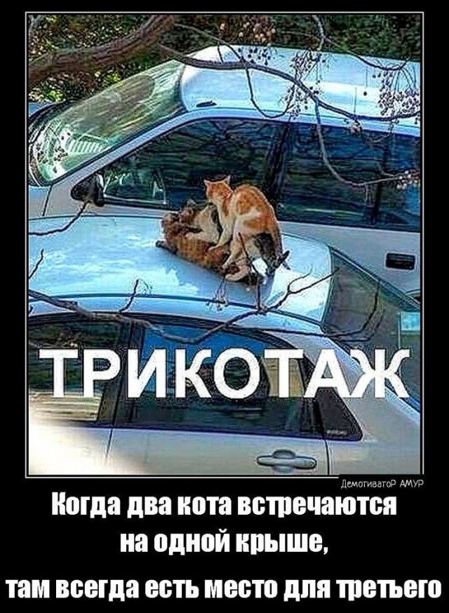 картинка d1fe389a73 21122570