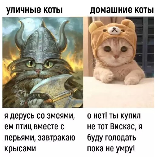 картинка d78010c06e 21153641