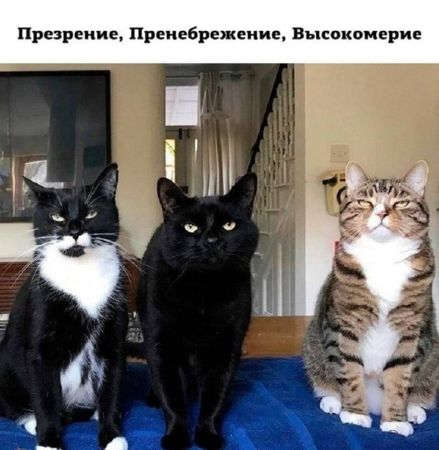 картинка db181c6433 21134264