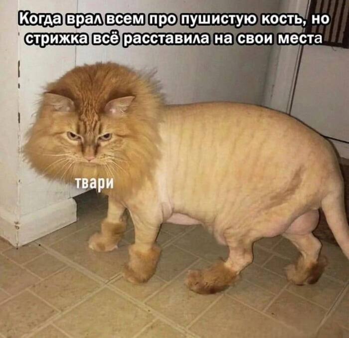 Утро начинается не с кофе, а с хорошего настроения! ☕️😂 Знаете, самих, хочется, смеяться, голос, комментарии, которые, иногда, смешнее, постов, сонныхВнутри, Заряжайтесь, позитивом, переходите, ссылке, поднимайте, настроение, Предыдущая, которыми, самых