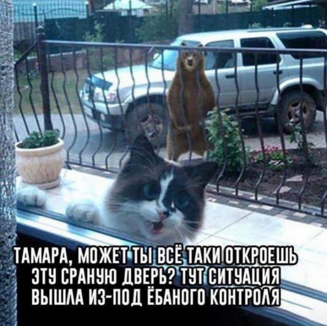 Пятничная порция юмора: поднимаем настроение перед выходными! ✨ Привет, поудобнее, серьезности, только, чистый, позитив, порция, доброго, юмора, Устраивайтесь, наливайте, неделю, чашку, чегото, покрепче, рабочий, наслаждайтесь, просмотромПусть, пятница, пройдет