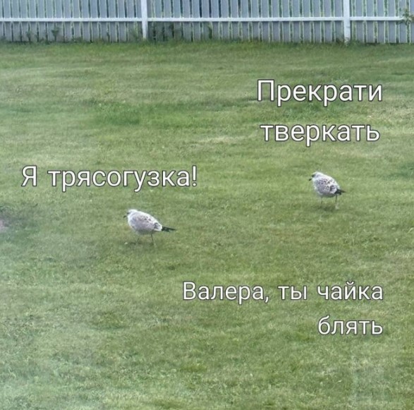 картинка efe8d4067d 21150164