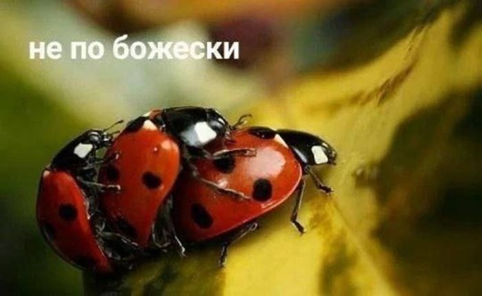 картинка f1b23aee6b sbornik dlja teh u kogo net tormozov 3