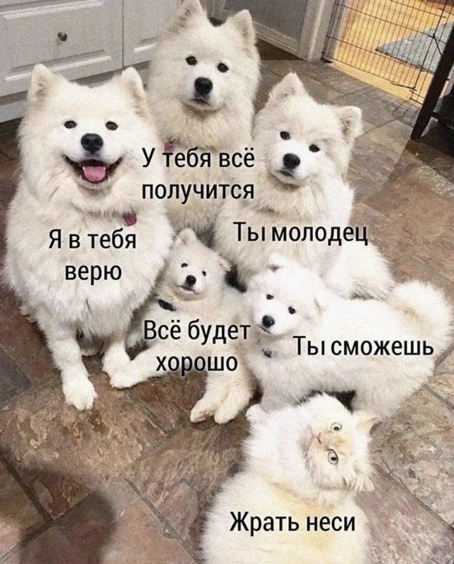 картинка f665667b7e 21184072