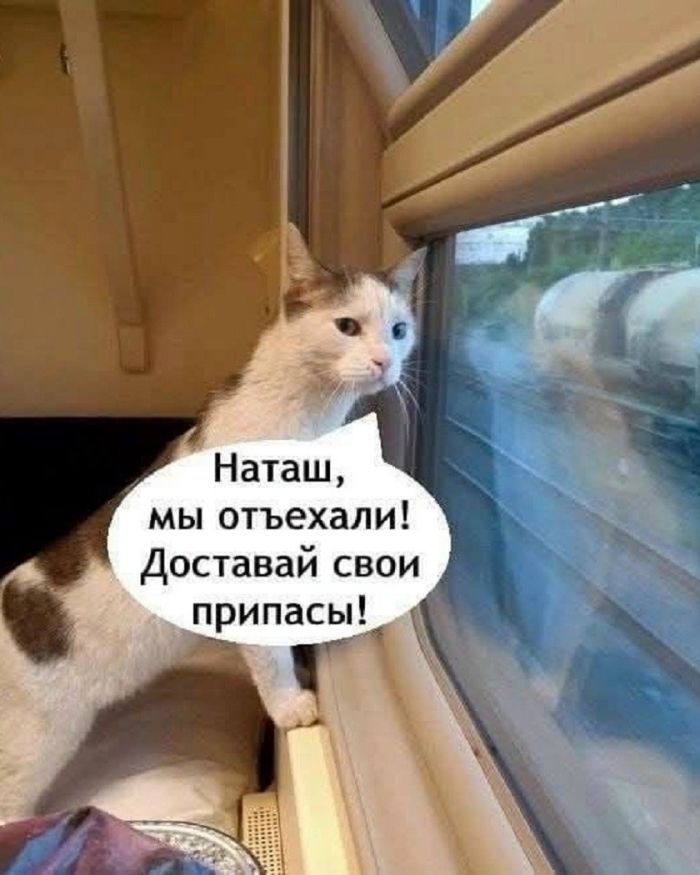 картинка 2ee38fa026 21190320