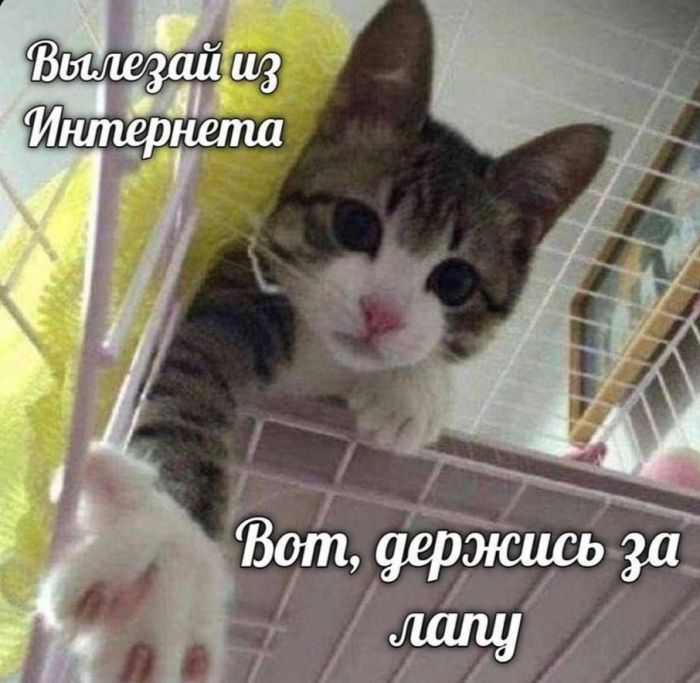 🔥 Рубрика: «Антистресс-пачка мемов» 🔥 задался, доделать», позитива, 😄Пусть, минут, будут, «надо, срочно, правда, только, будет, хорошо, какой, сегодня, Кидайте, комментарии, посмеёмся, лёгкий, Листайте, пролился