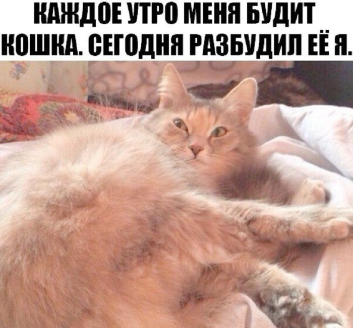 картинка 4ea7b6d9c5 21190274