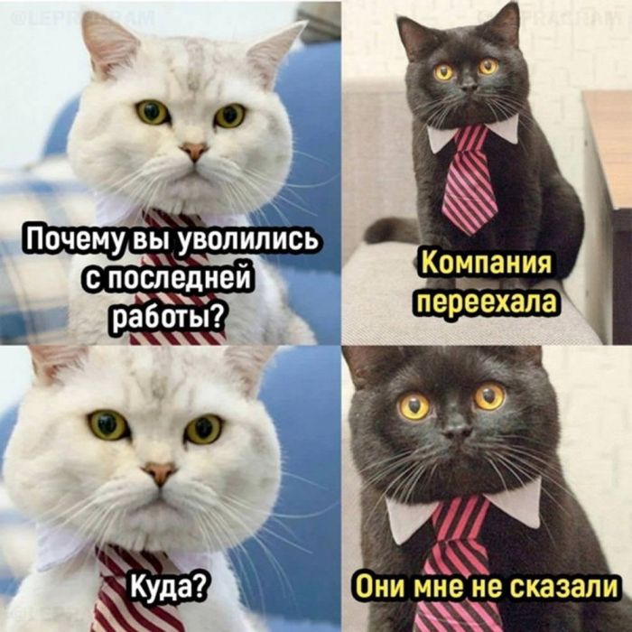 Утро не задалось? 😴 У нас есть план спасения: порция мемов и смешных комментариев. сегодня, переходите, позитивом, улыбаемся, потихоньку, настраиваемся, отличный, 💪Скорее, ссылке, кофе», пусть, хорошее, настроение, будет, первых, минут, 👇Предыдущая, Заряжаемся, чашка, будильник