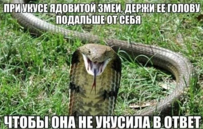 картинка 9b03cb1584 jumor ne dlja vseh  a dlja teh u kogo stalnye nervy 11