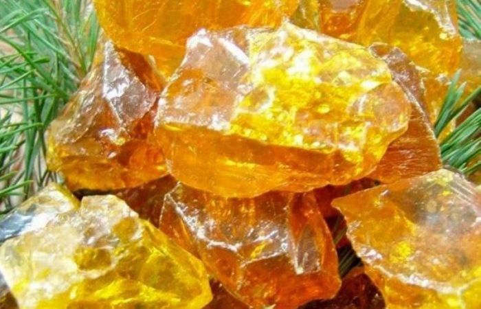 Лес есть, а канифоли нет: как мы умудрились потерять целую отрасль