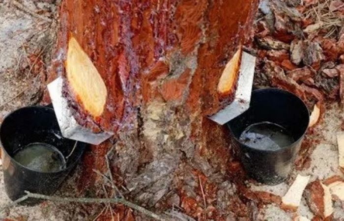 картинка b29e6b9eb1 les est a kanifoli net kak my umudrilis poterjat celuju otrasl 5