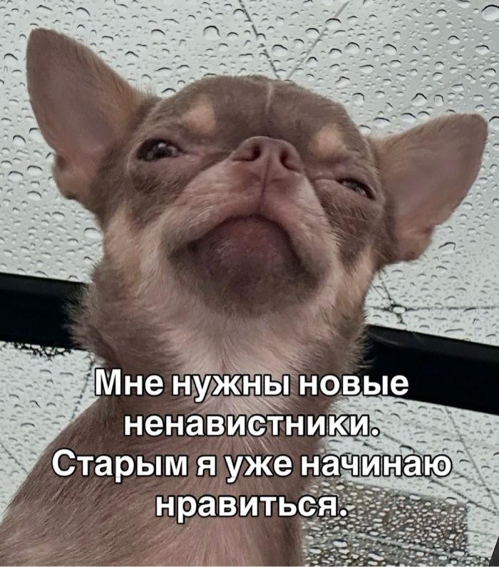 Пятничная терапия смехом ☕️✨ сегодня, осознание, выдохнуть, Самые, жизненные, недели, позитивные, фотографии, чтобы, чтото, небольшую, улыбнуться, легким, сердцем, закрыть, ноутбукДелитесь, комментариях, «антистрессподборку», Поэтому, подготовили