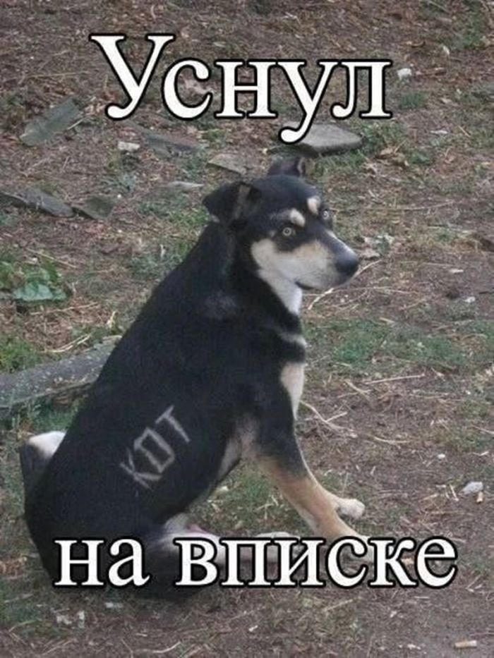 картинка cc601c1d8a esli u vas vse esche est moralnye principy luchshe projdite mimo  15
