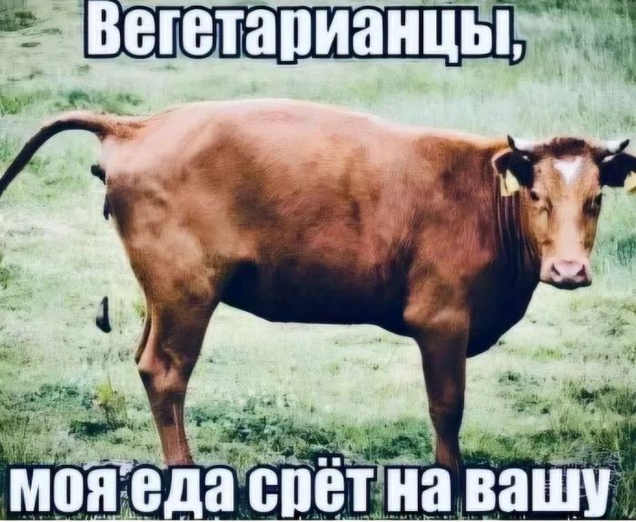картинка d0f6c4d9c4 sbornik memov porcija pozitiva chtoby raskrasit den 5