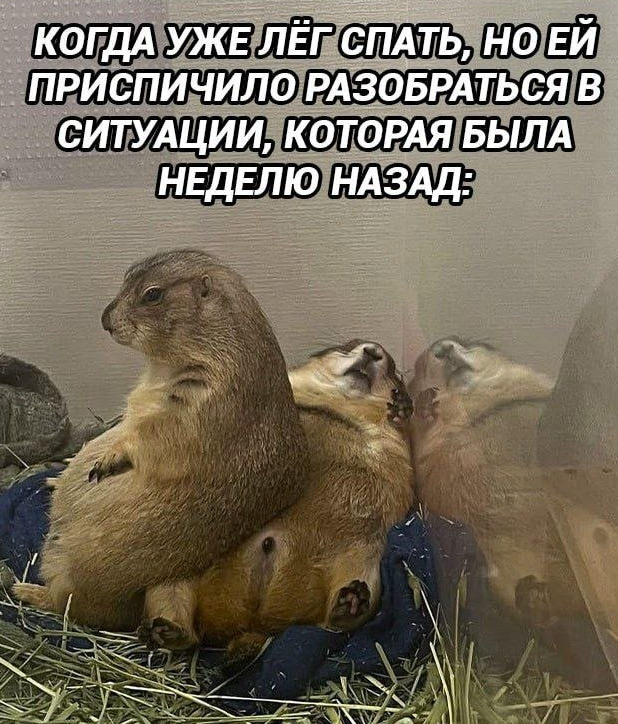 картинка 02f3ef094c den navalilsja delami nazhmi na pauzu hotja by na minutu 10